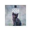 8422952383567-Finocam - Calendrier - fixation murale - 2025 - cute kittens - mois à afficher - 300 x 30-P_405226906_3-0