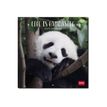 8051128759877-Legami - Calendrier mensuel 2024 - 18 x 18 cm - life is pandastic -Avant-0