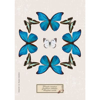 3660942072090-Agenda Curiosités - 1 jour par page - 12 x 17 cm - disponible dans différentes couleurs - Exacompta--5