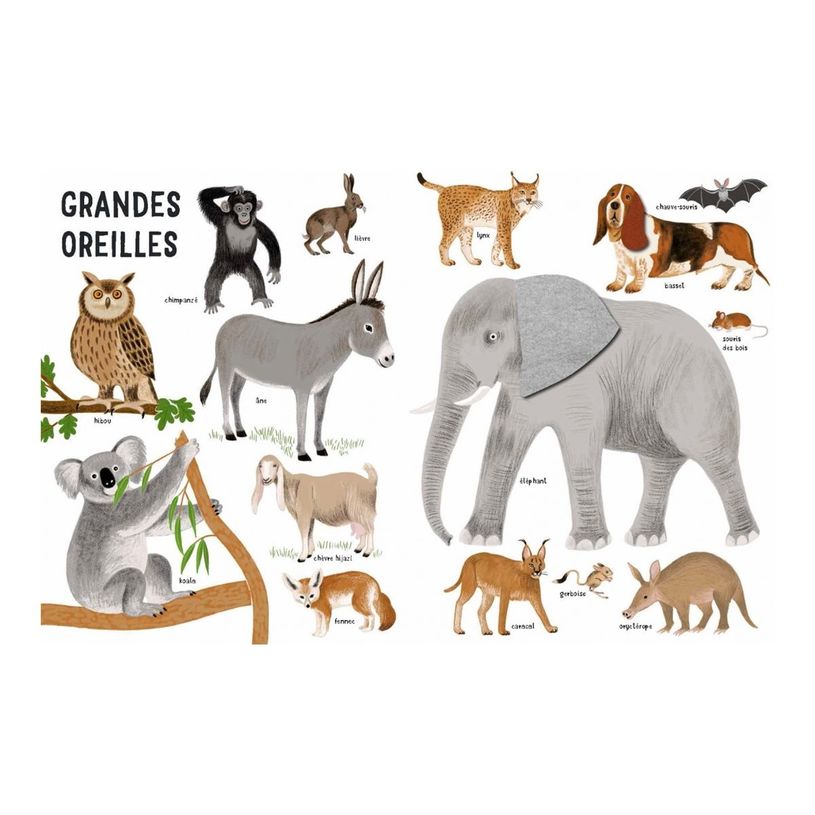 9782092495087-Belles bêtes - Dès 6 mois-P_405256516_6-5